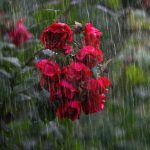 A rose bush in the rain