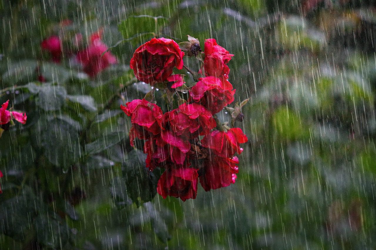 A rose bush in the rain
