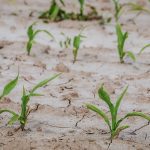 Corn struggling in drought