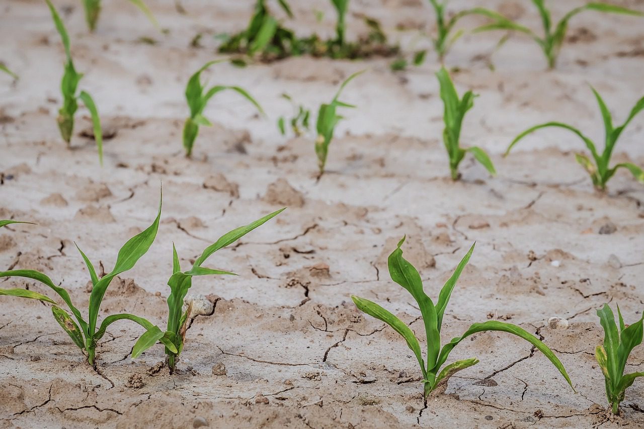 Corn struggling in drought