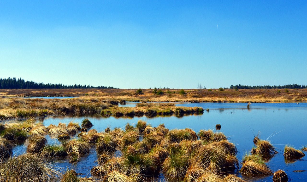 An image of wetlands