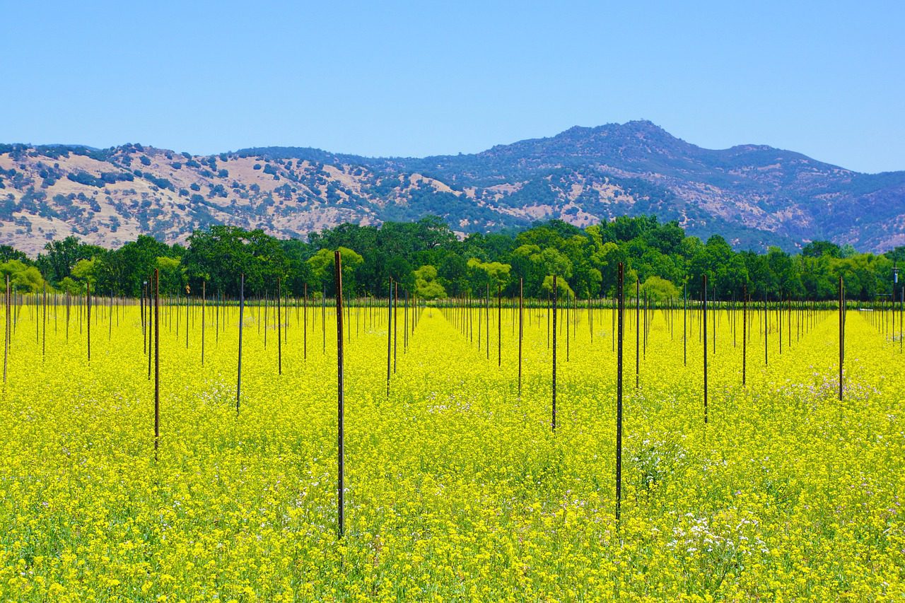 A California vineyard