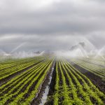 Agriculture concepts: picture of an irrigated field