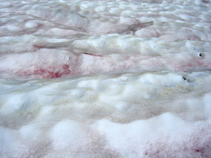 An image depicting snow algae
