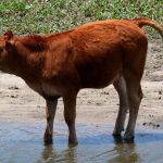 A cow at a river