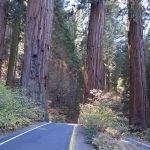 California redwood forest