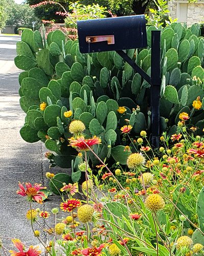 Pretty cactus