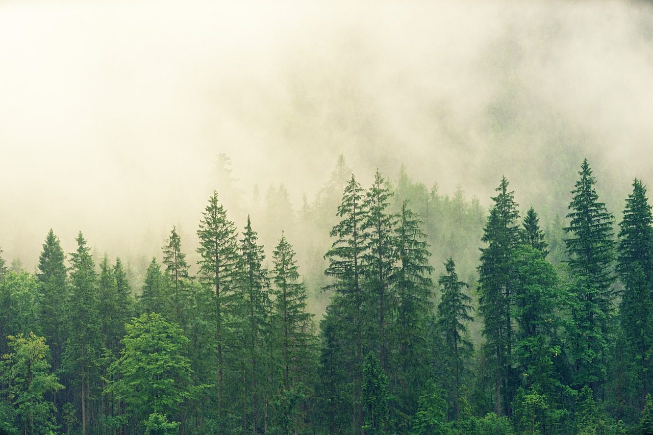 A cloud-covered forest