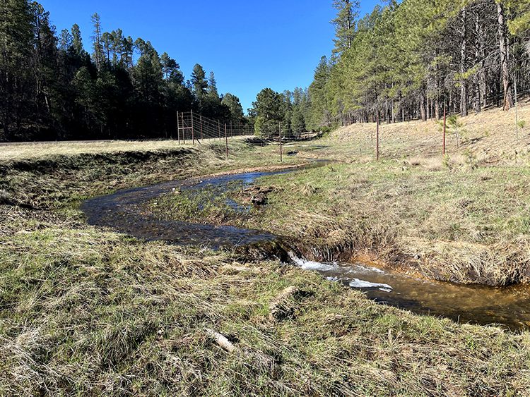 Clover Springs Restoration Project near West Clear Creek in the Verde River watershed