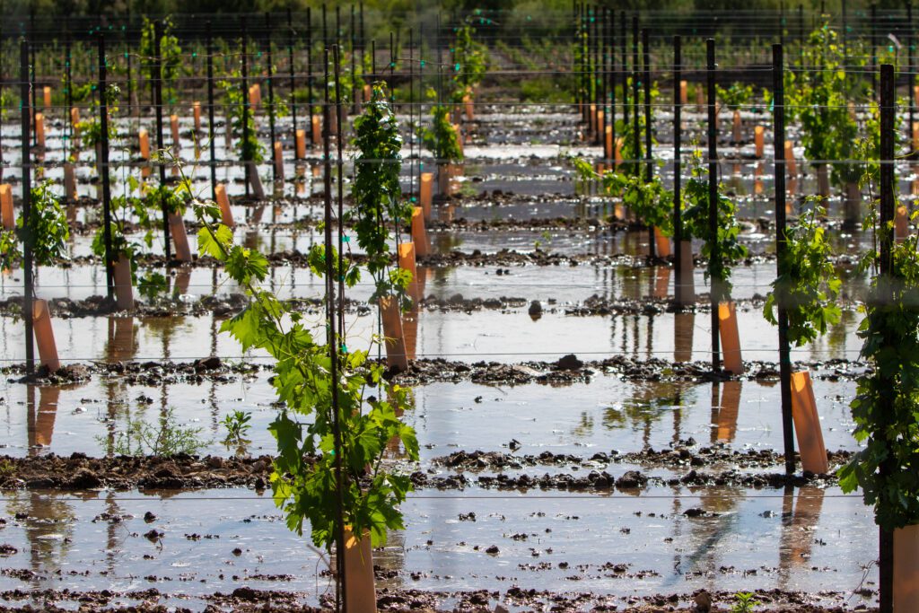 Grapes flood irrigated by the Rio Grande