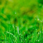 A lawn with water drops