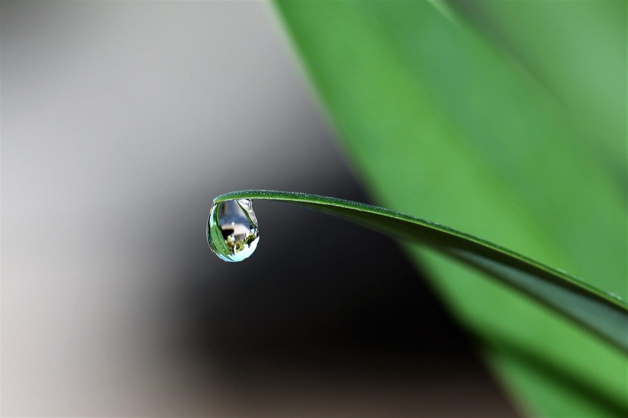 Grass with a water droplet