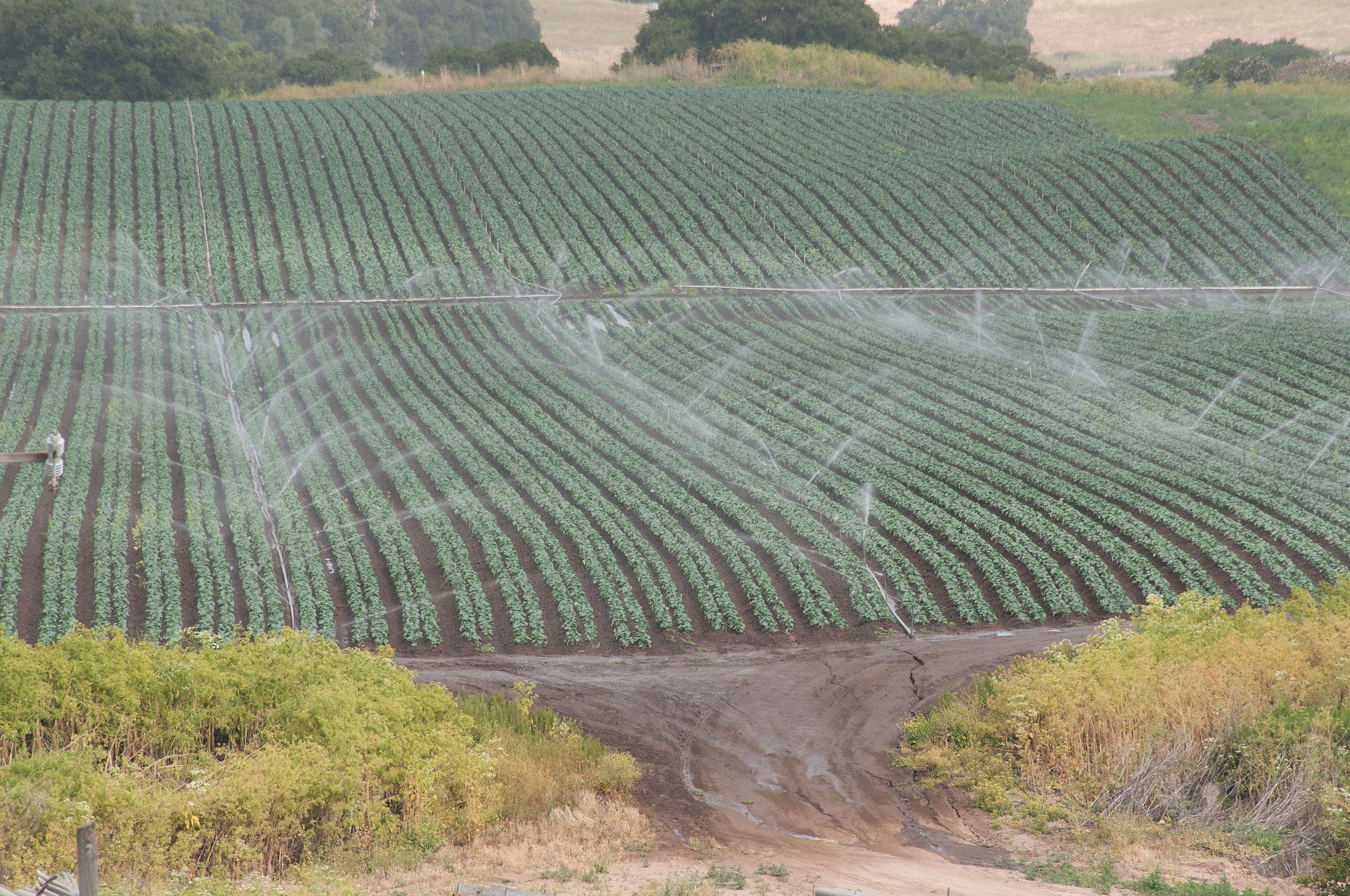 USDA photo or California irrigation of Leafy Crops