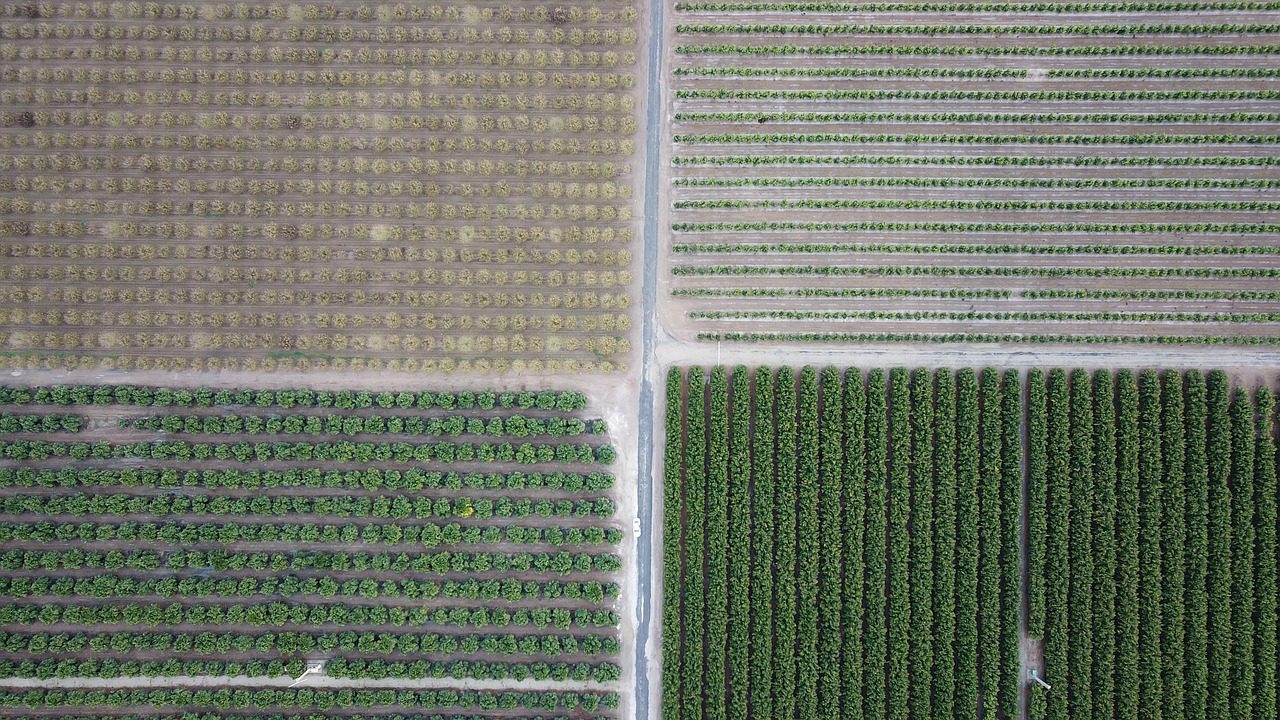 An aerial view of irrigated fields