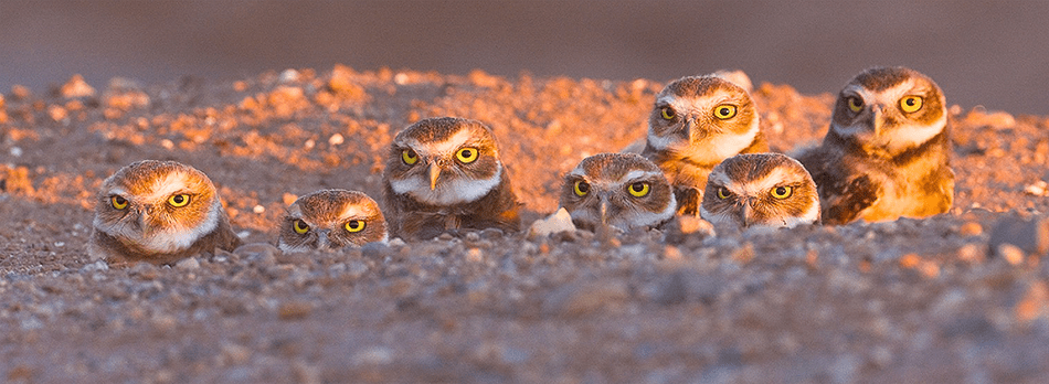 Burrowing Owls at Salton Sea National Wildlife Refuge