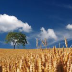 Harvesting concept: a tree and wheat