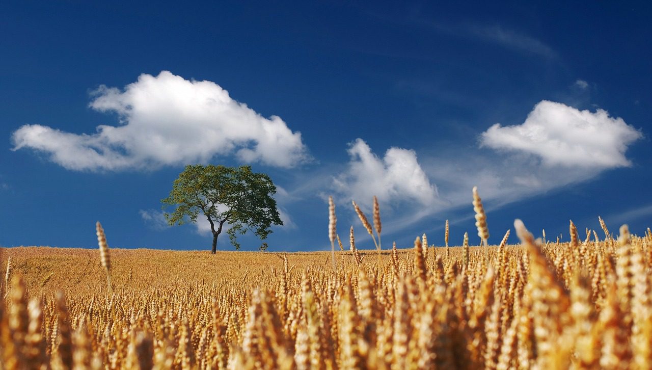 Harvesting concept: a tree and wheat