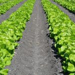 rows of lettuce