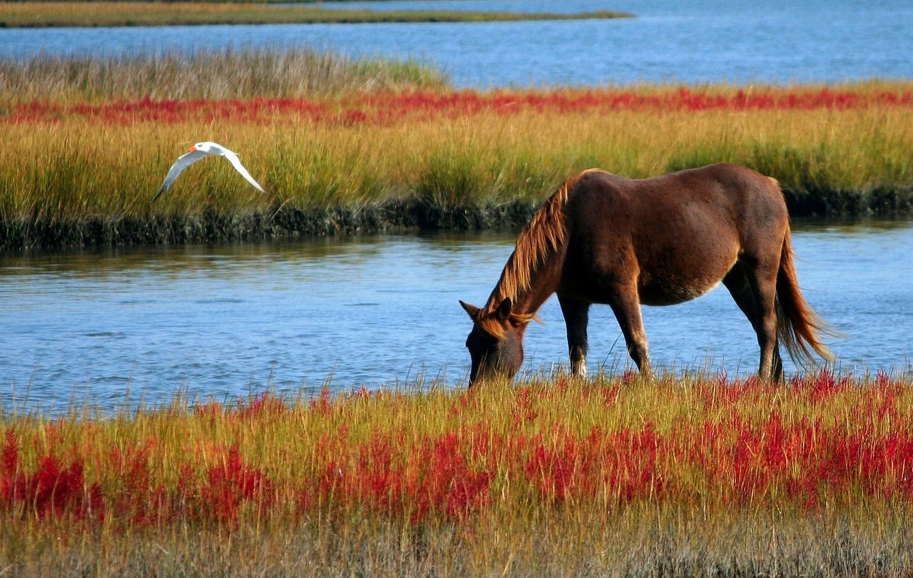 A horse drinks from a pond