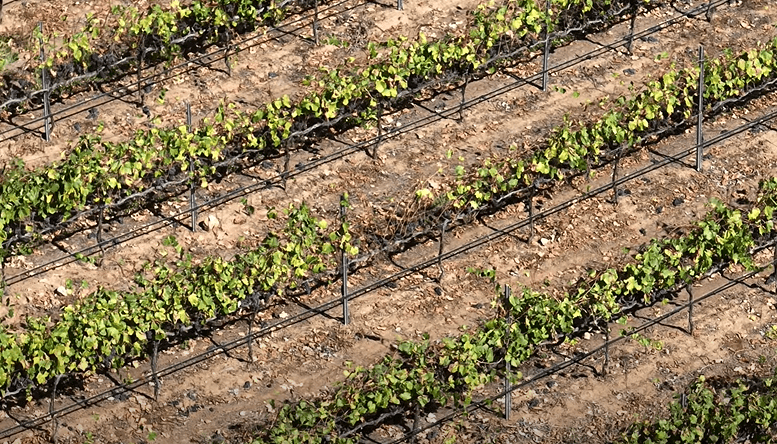 A converted vineyard in California