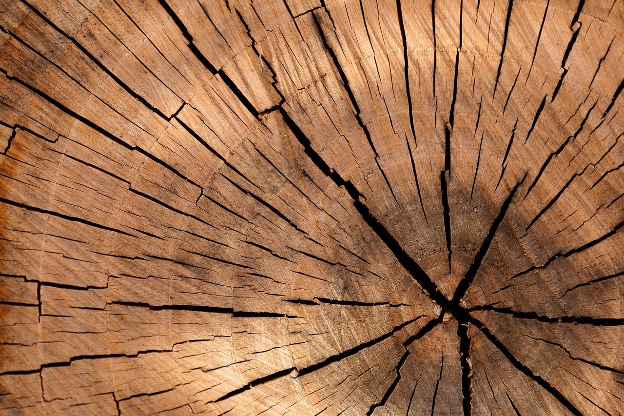 Tree rings were one of several factors studied by Utah researchers