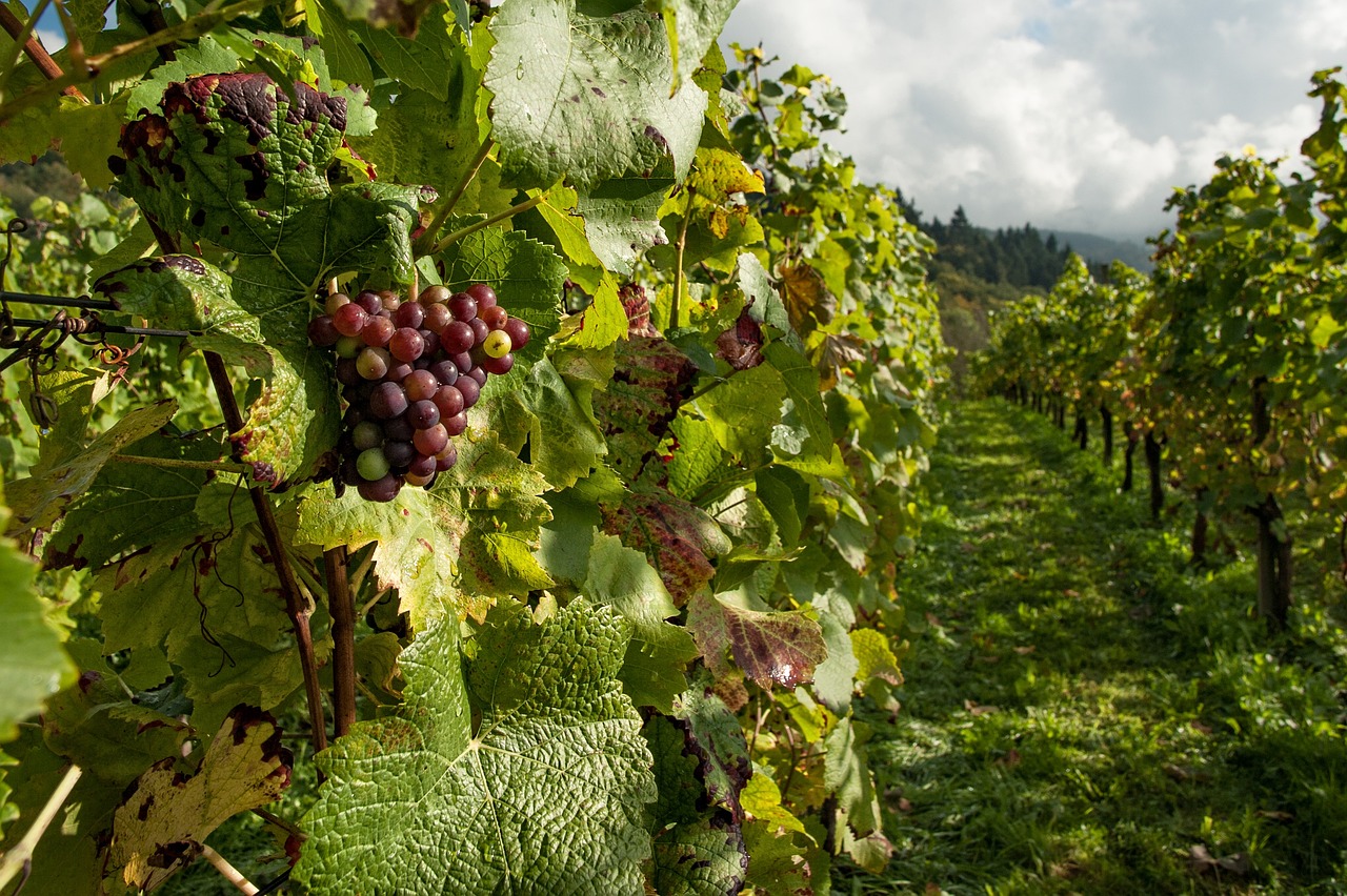 Vineyards benefit from Lumo's smart irrigation system.
