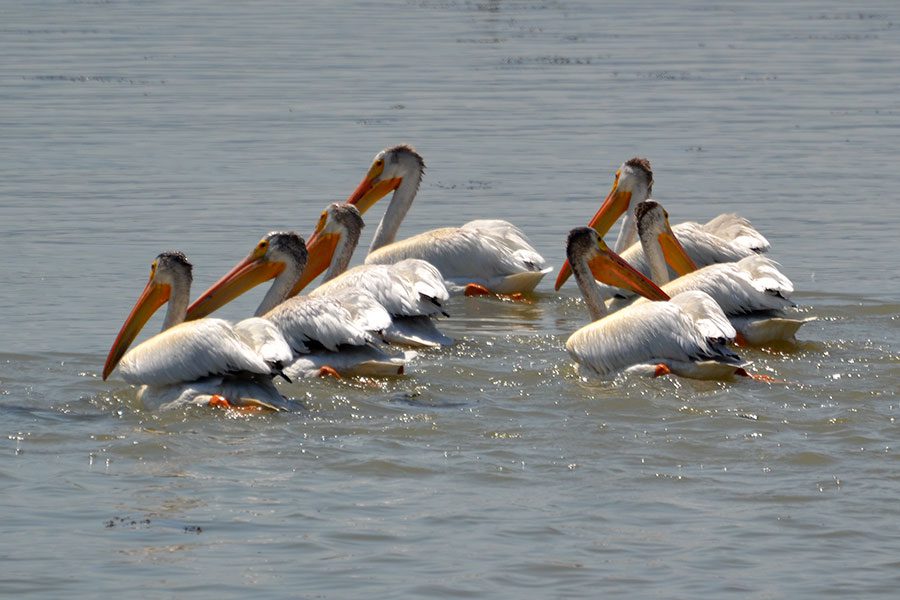 Pelicans swimming on Utah water
