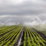 A field being irrigated