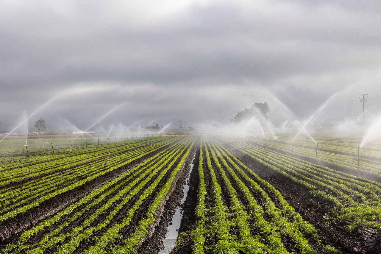 A field being irrigated