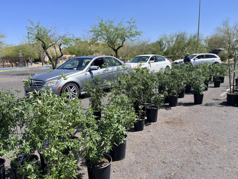 SRP is offering free shade trees to customers who attend a virtual workshop on tree planting and care this summer.
