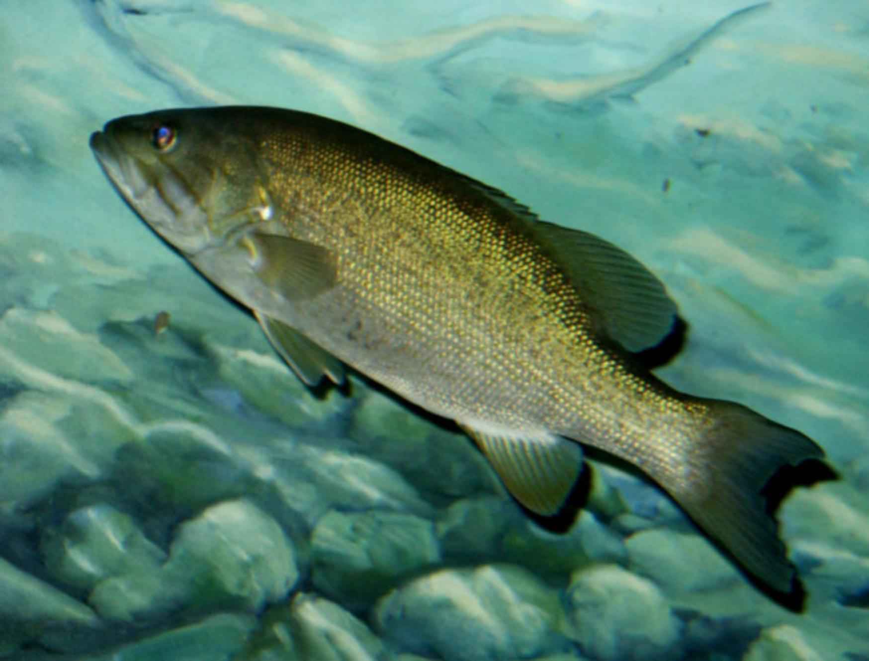 Lake Powell to release colder water to disrupt invasive bass reproduction and protect endangered fish in Grand Canyon, says Reclamation.