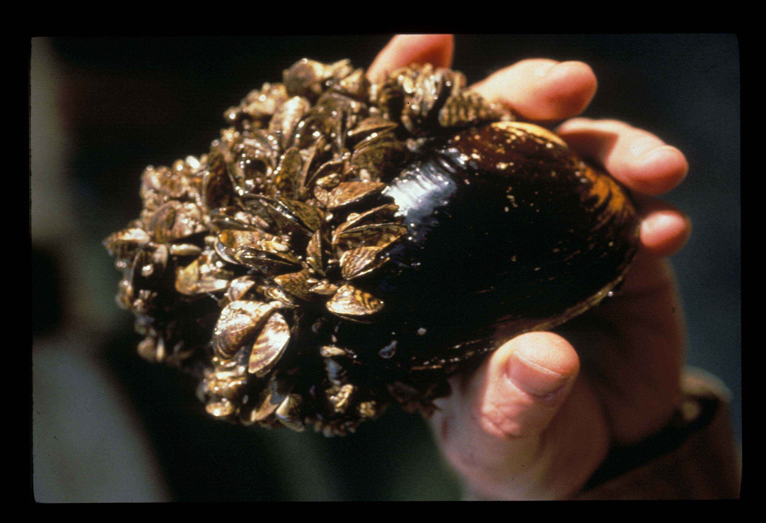 Characterized as devastating, Zebra mussel larvae have been found in Colorado River and canal, prompting rapid response from Colorado Parks and Wildlife.