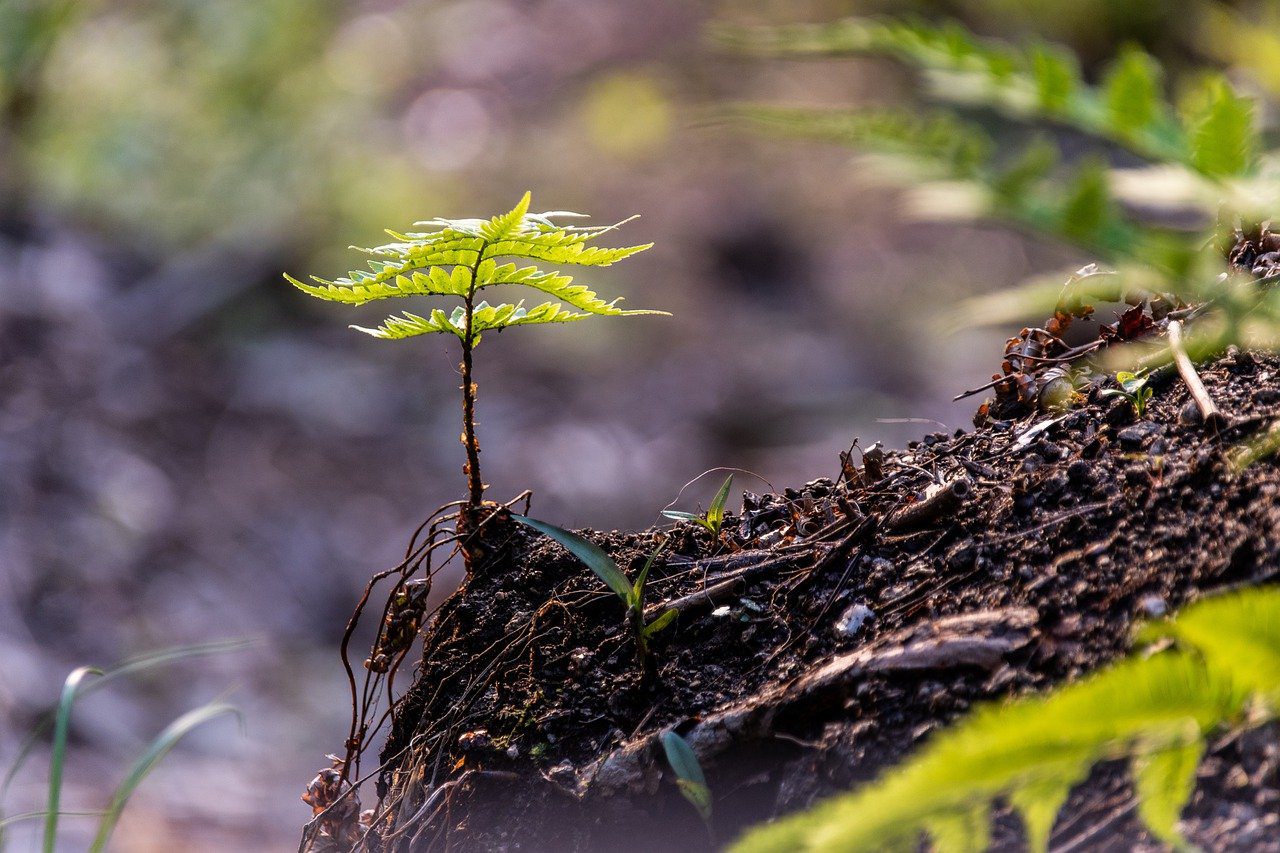 The Forest Service is seeking public comments on a new plan to conserve old-growth forests, with a deadline for feedback set for September 20, 2024.