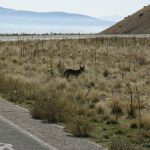 A scene from Antelope Island, Great Salt Lake, Utah