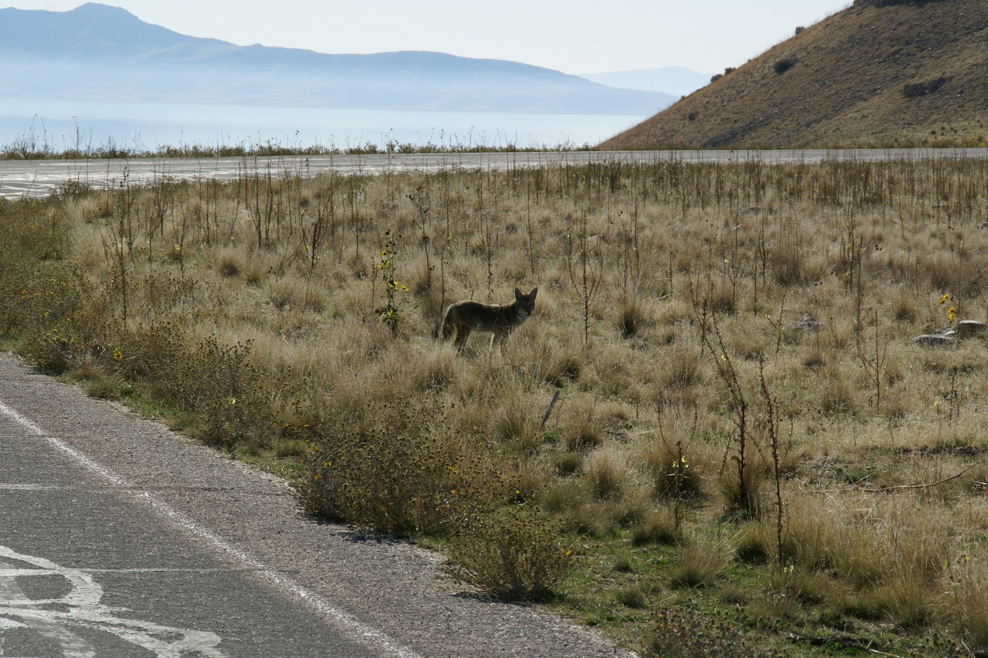 A scene from Antelope Island, Great Salt Lake, Utah