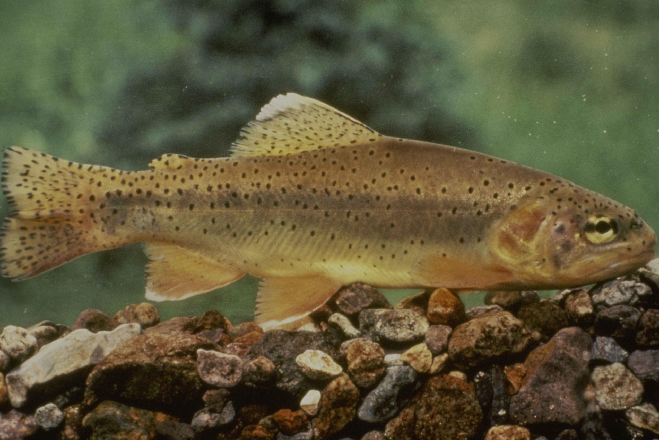 The Apache trout, unique to Arizona, is delisted from endangered status after decades of collaborative conservation efforts, marking a historic recovery.