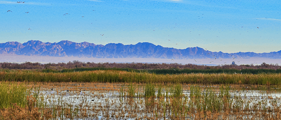 Sierra Club sues Imperial Irrigation District over water conservation project, claiming inadequate environmental review and potential harm to the Salton Sea ecosystem.