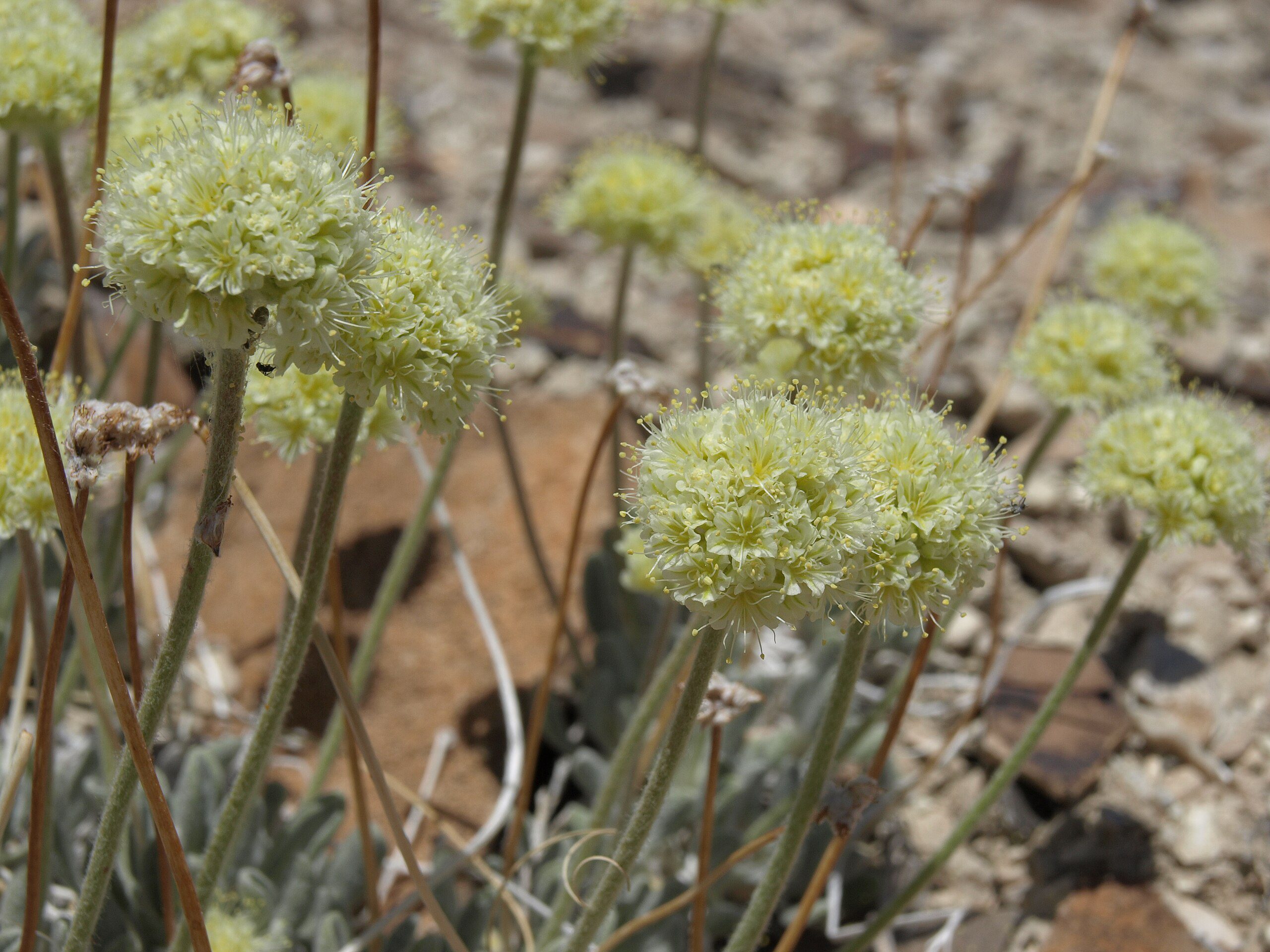 Endangered Tiehm buckwheat near lithium mine