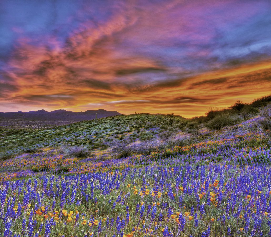Wildflowers on the San Carlos Apache Tribe reservation.