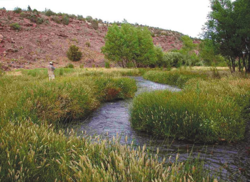 Groundwater pumping and climate change are drying Arizona's Upper Verde River, threatening wildlife and regional water resources, says a recent report.