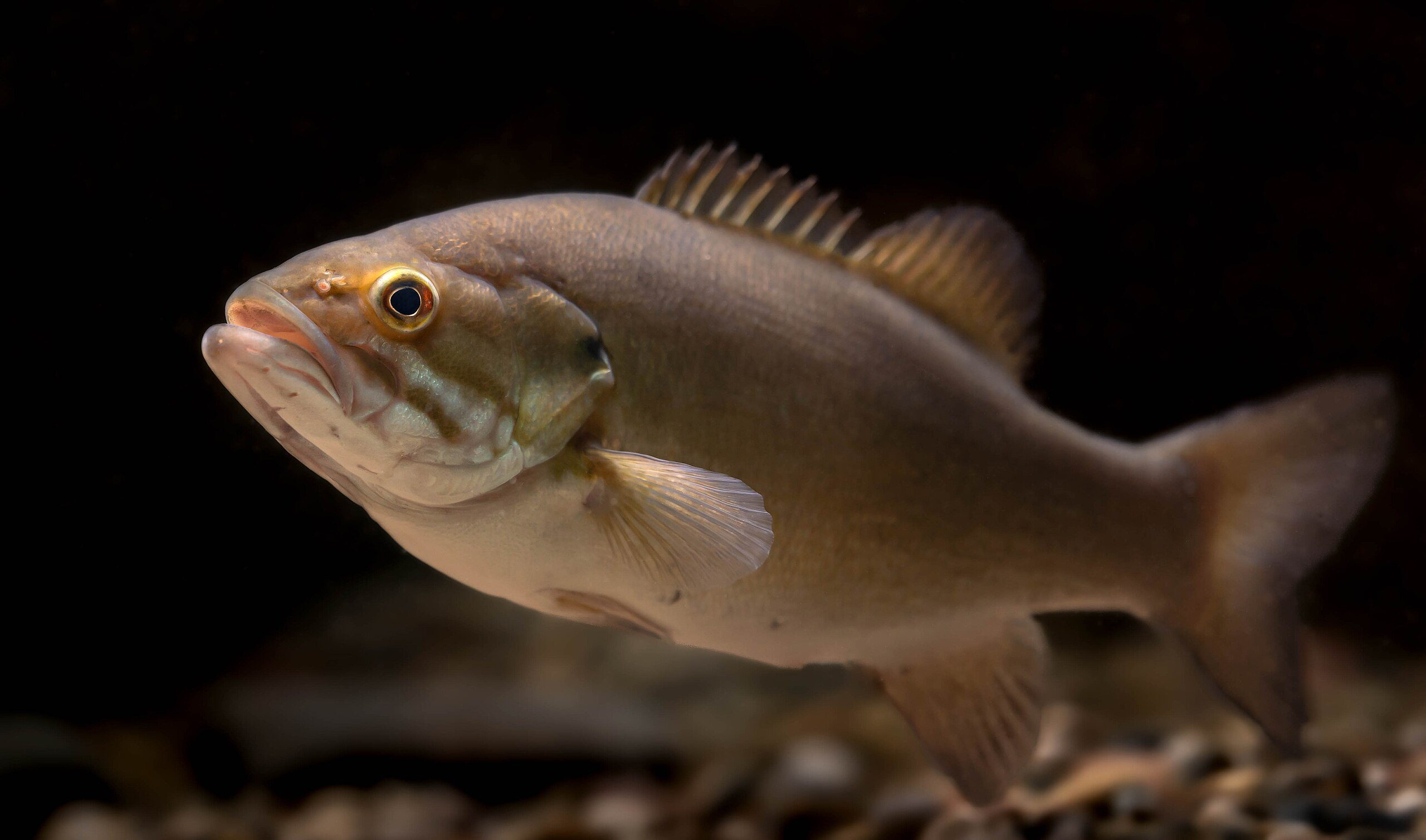 smallmouth bass