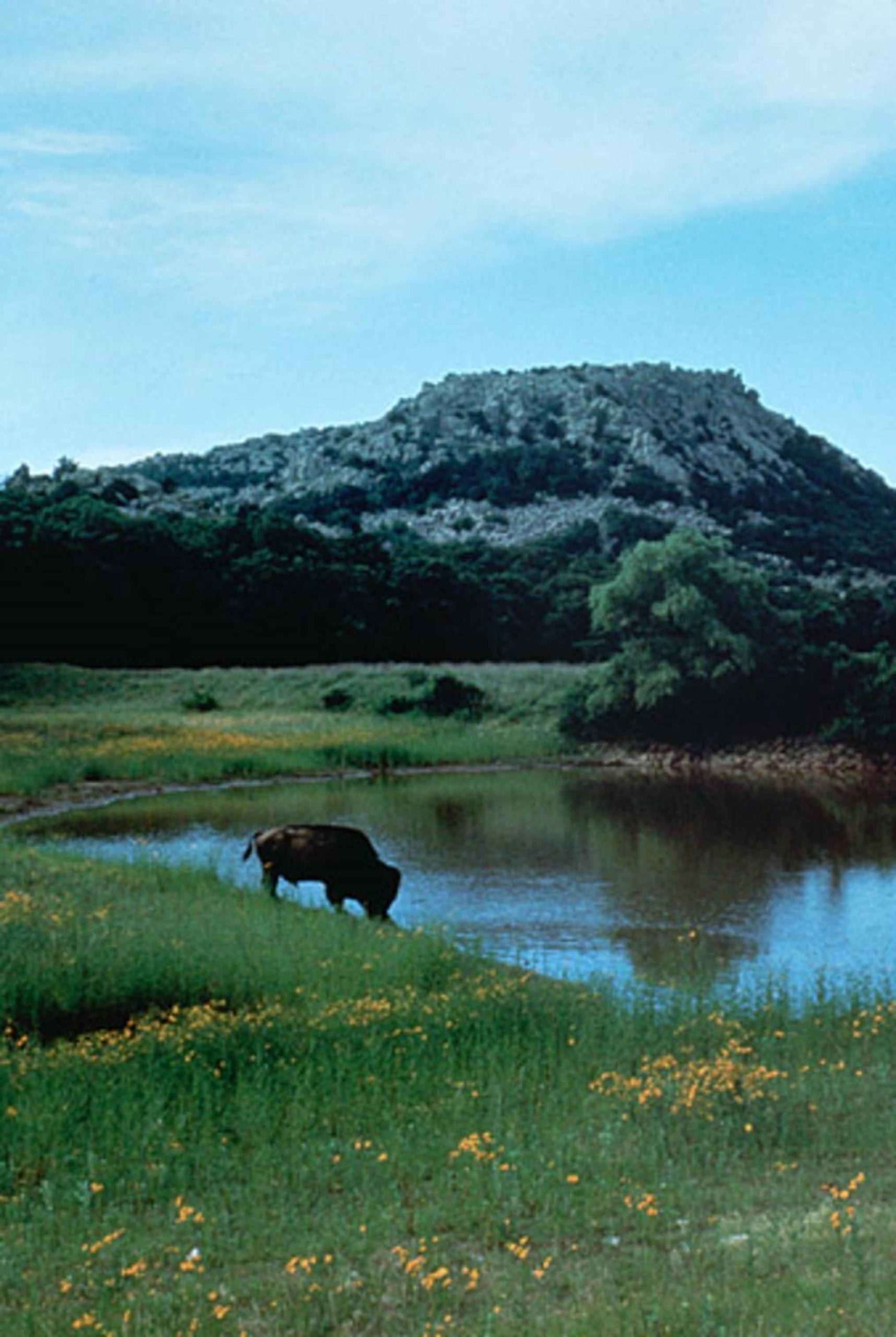Buffalo drinking clean water - US public domain image