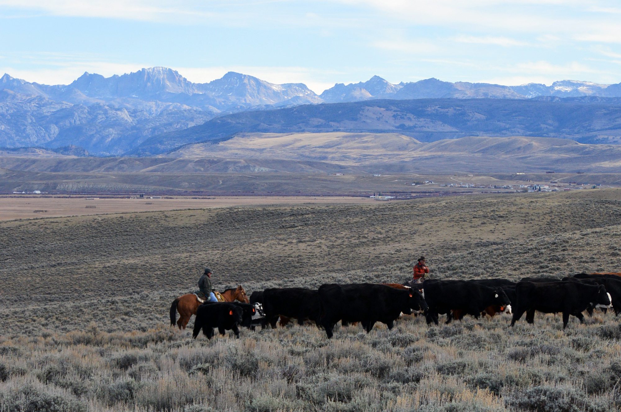 Cattle drive in Wyoming's Upper Green River Valley