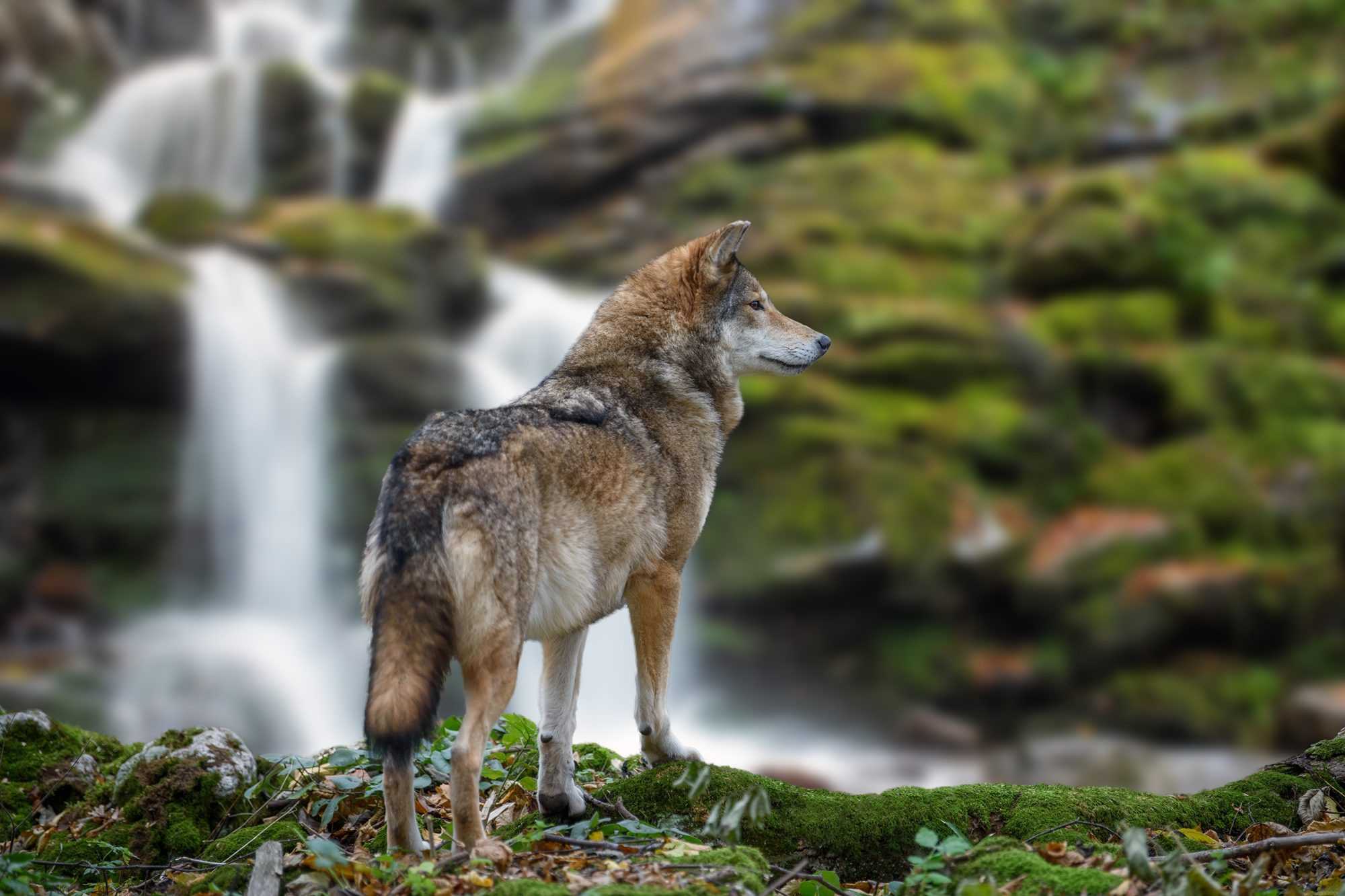A timber wolf by waterfall (licensed content)