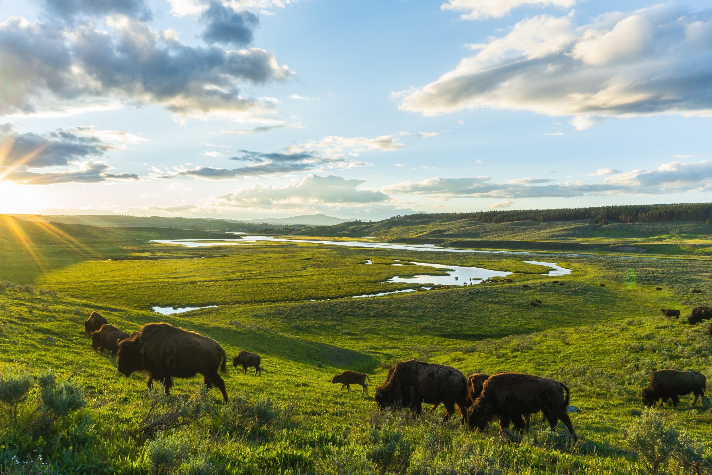 Bison near Wyoming water supply (licensed content)