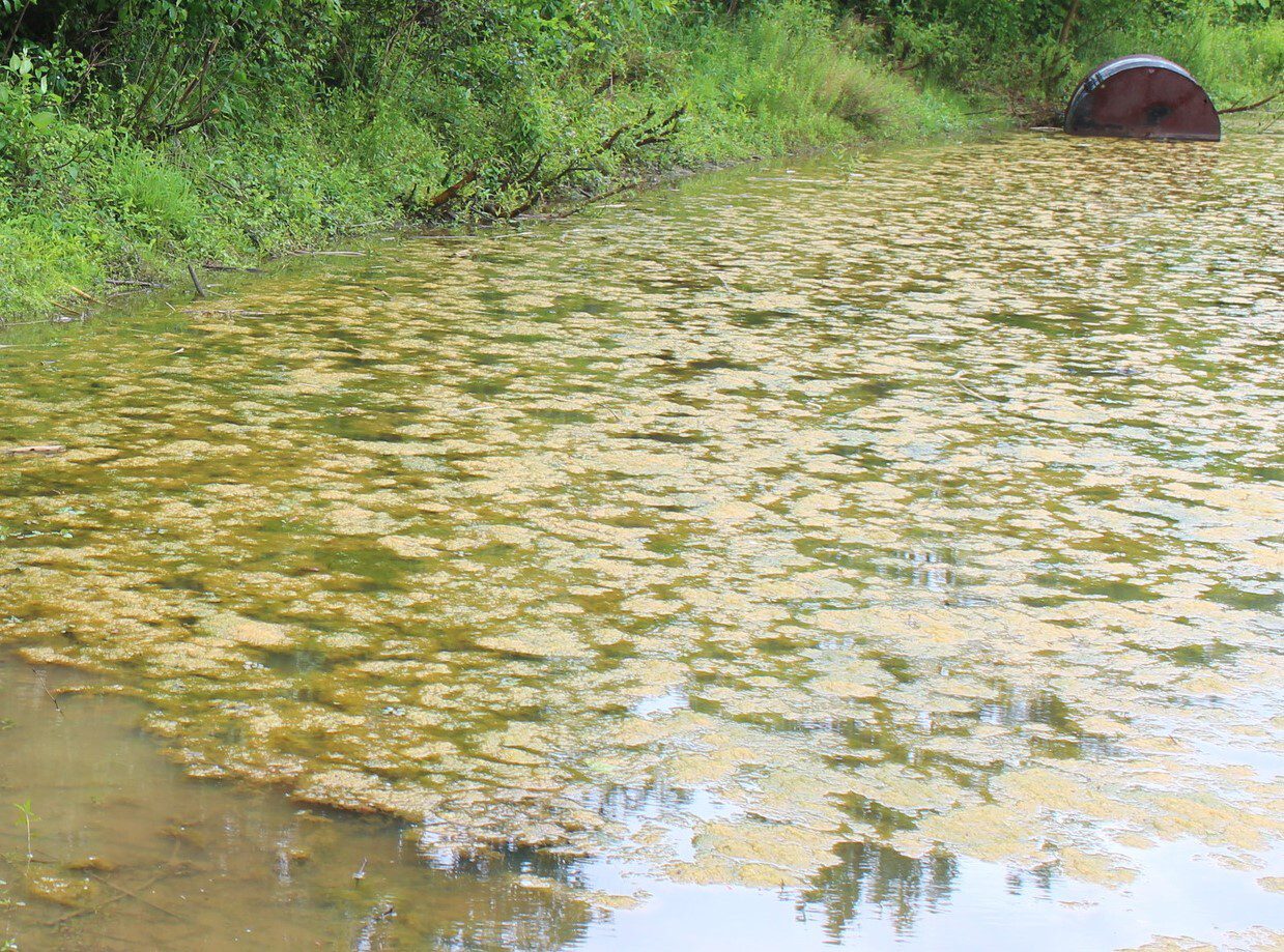 Cyanobacteria, also known as blue-green algae, often causes algal blooms in freshwater and occasionally in marine environments. There is a variety of algal species, all appearing in the water differently. This example shows a HAB that appears as chunks that could lift out of the water. These aggregated algal cells float to the surface to form clumps or a mat on the surface.