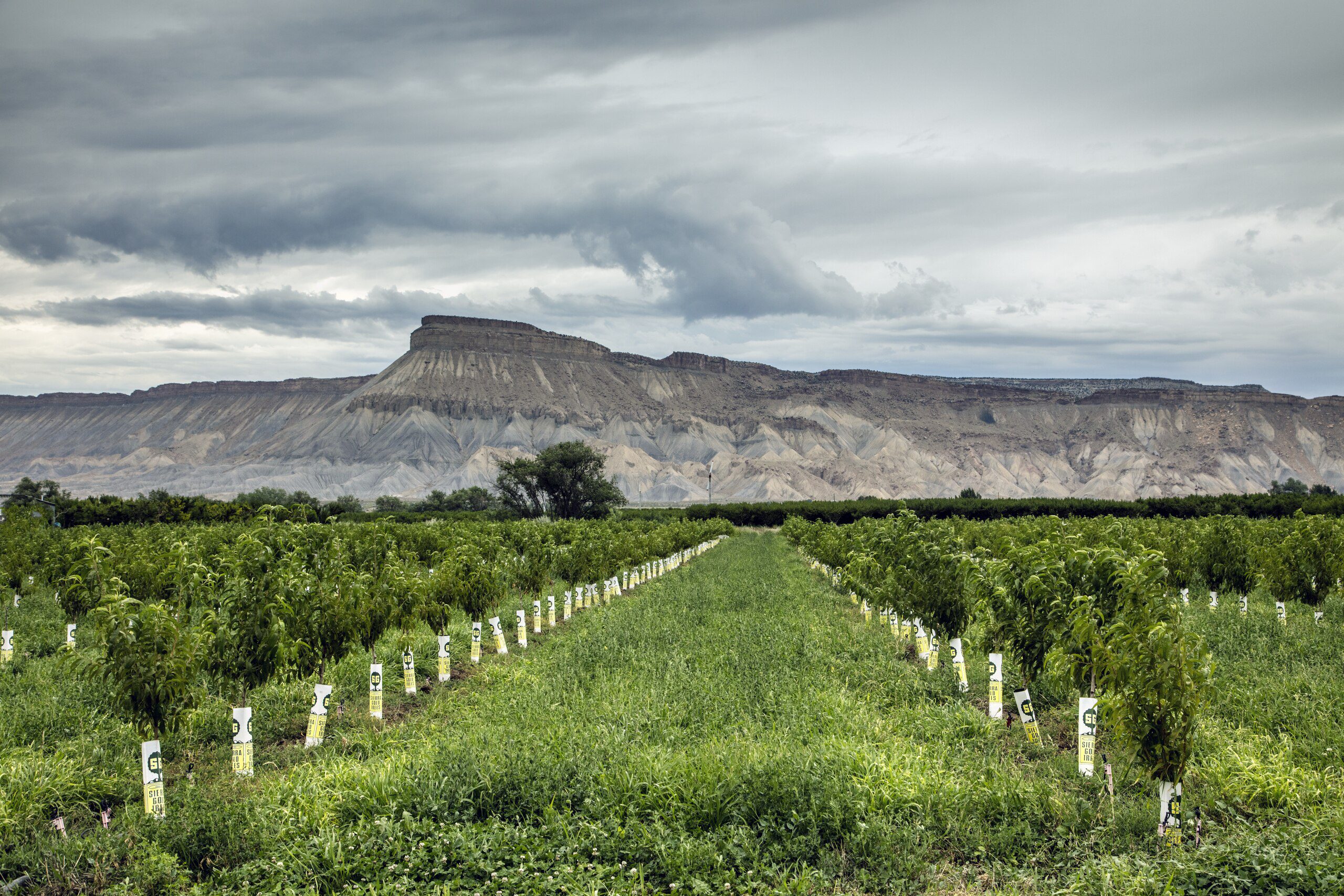 Peach tree orchard near Grand Junction, Colorado, Orchard Mesa