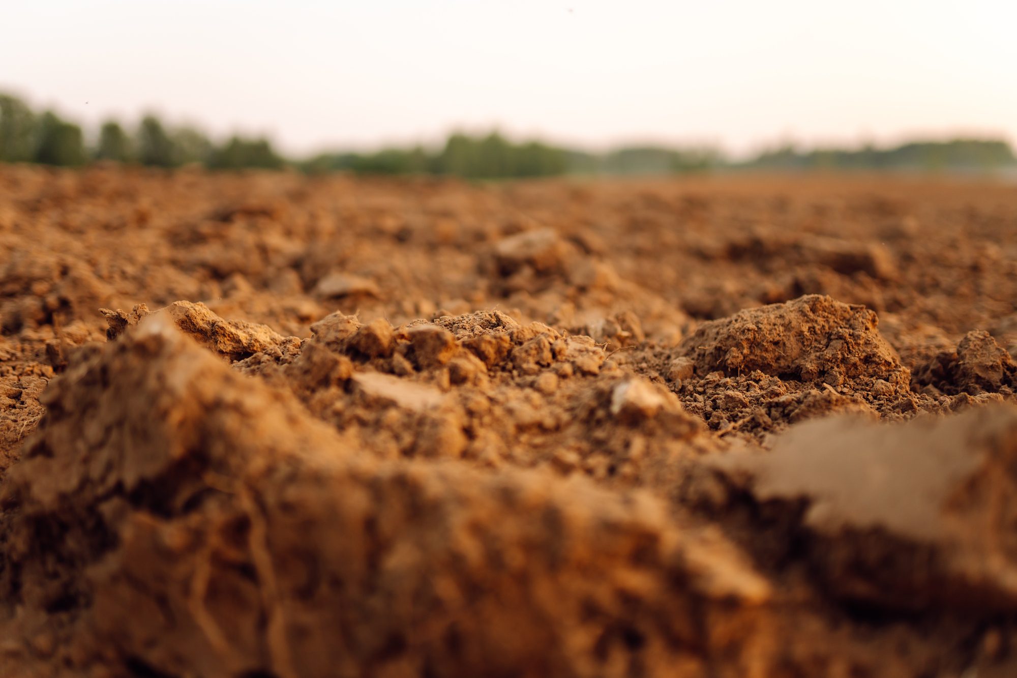 Dark, rich soil