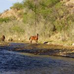 Horses by the Verde River in Arizona
