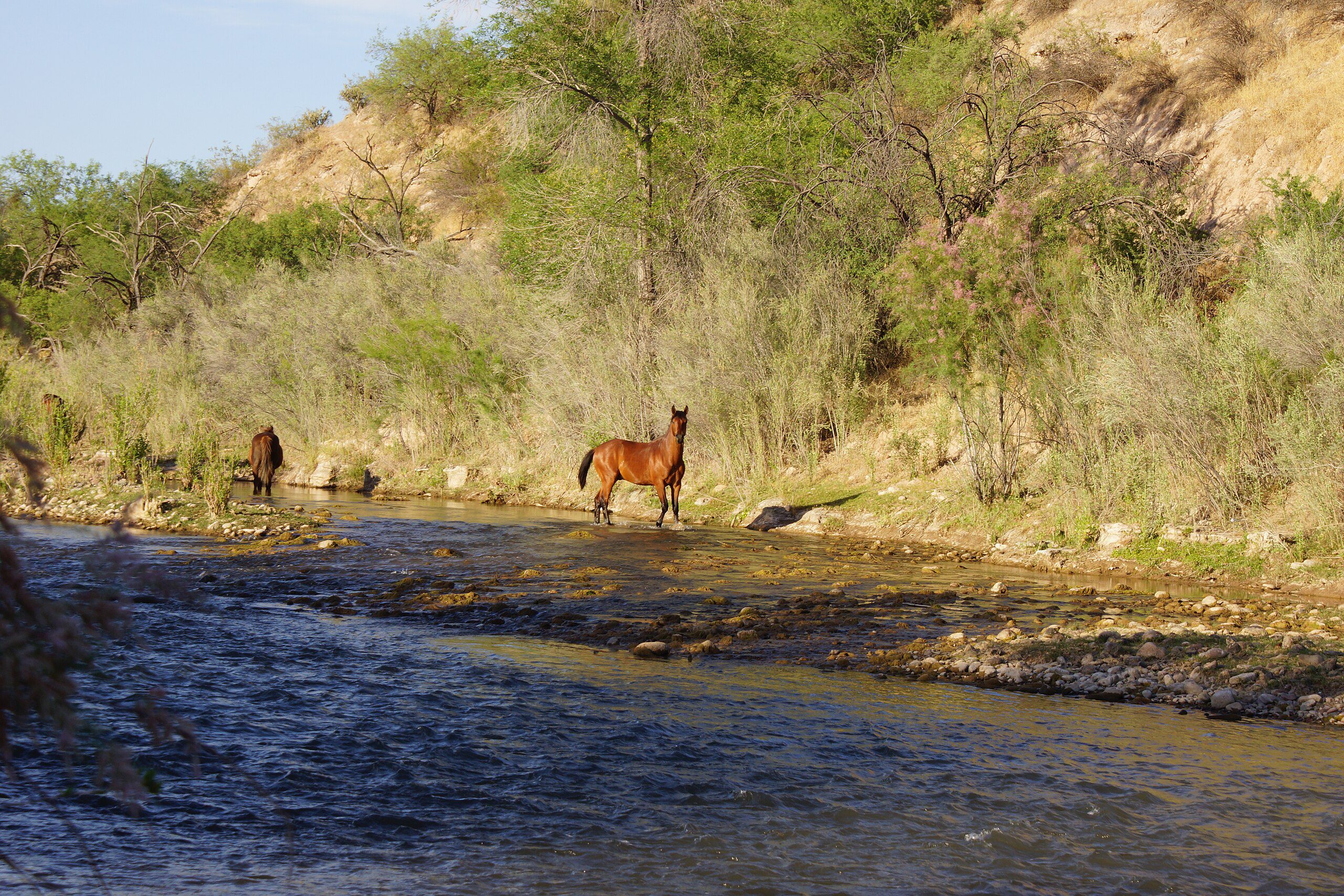 Horses by the Verde River in Arizona